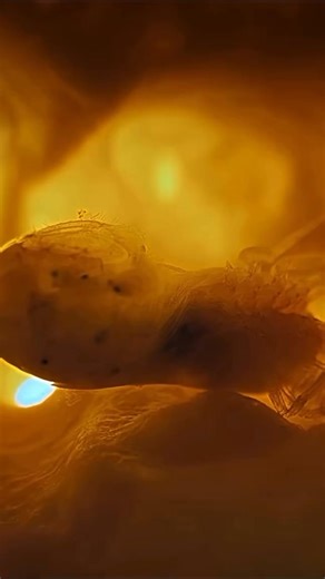 Creature of the day: The Snapping Shrimp 🦐🦐 Snapping shrimp, also known as pistol shrimp, are small crustaceans famous for their oversized claw, which they snap shut to create a cavitation bubble. This bubble collapses with a loud "snap," generating a powerful shockwave, high heat, and light that can stun prey, defend territory, and even communicate. These tiny, noisy creatures are found in shallow seafloor ecosystems worldwide and are known for their symbiotic relationships, particularly with