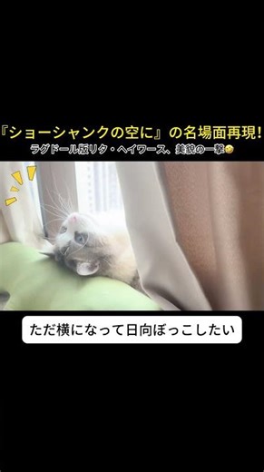ショーシャンクの空に』の名場面再現！ラグドール版リタ・ヘイワース、美貌の一撃🤣