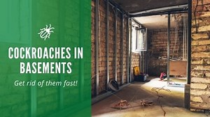 Cockroaches In Basements: How to Get Rid of Them and Keep Them Out