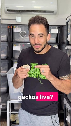 How long do Crested Geckos Live? The answer might surprise you! #crestedgeckos #crestedgecko