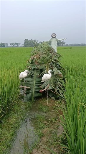 Live Bird Catching in Water Field 🐦🔥 | Real Village Adventure”