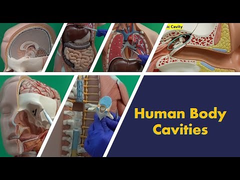 Human Body Cavities
