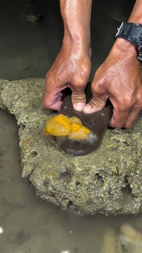 What’s Inside This Strange Sea Creature? 😱🌊 | Amazing Discovery