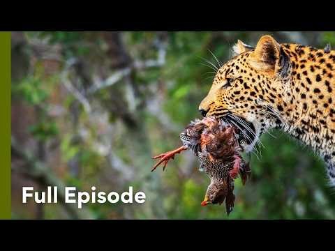 Inside the Hunting Strategies of Africa’s Big Cats | Wildlife Icons 101+102