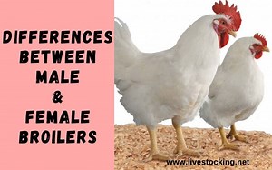 The Differences between Male and Female Broilers - Livestocking