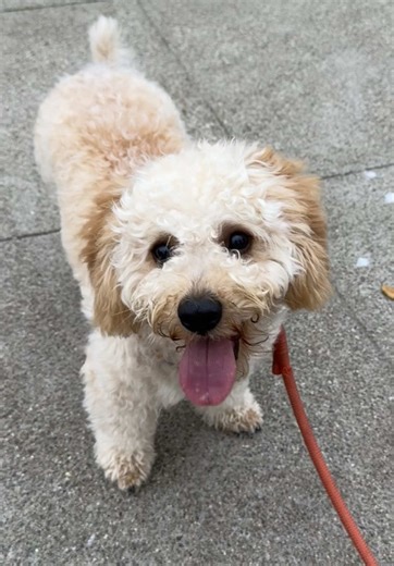 when do you give your dogs water after extreme exercise or play? #dog #panting #dogtounge #maltipoo #petlover