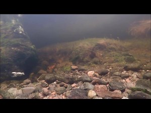 801K views · 1.7K reactions | The salmon were 'photobombed' by a cheeky Dipper again today - fantastic little birds! | Ness District Salmon Fishery Board | Facebook