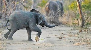 Worlds Best Elephant Soccer Player