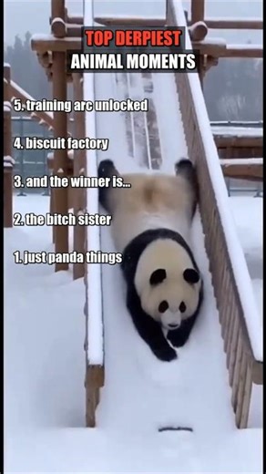 Ranking the derpiest animal moments 😂🥹