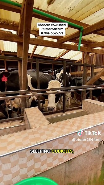 This is how you can keep more cows in small space or cow shed #cowshed_construction #cowshed #kenyansinusa🇺🇸