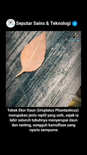 35K views · 296 reactions | Uroplatus phantasticus adalah salah satu...