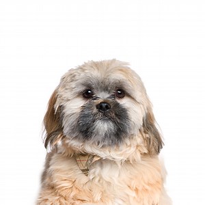 Cavachon Puppies - Breed Info - Petland Frisco & Mckinney, Texas