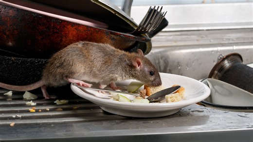 Here's how you can rat-proof your home this winter