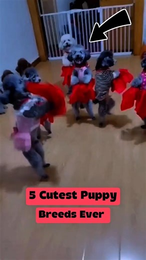 5 Cutest Puppy Breeds Ever 🐶😍