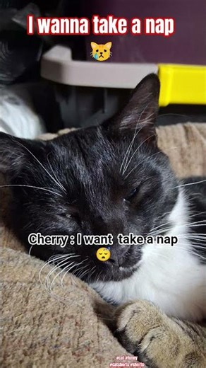 I want to take a nap #cat #funny #catshorts #shorts #cute #catvideos #cats #funnycute #funniest