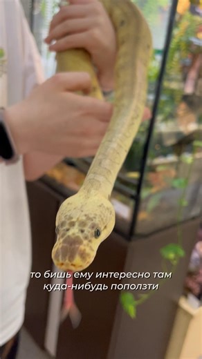 The most beautiful royal python, Killer Clown morph