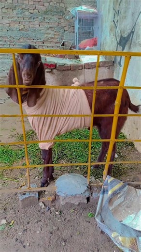 sick Goat 🐐#viral#views#viralvideo#shorts