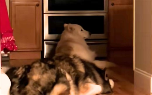 Woman rescues dog who never lived inside—not ready for what he does next