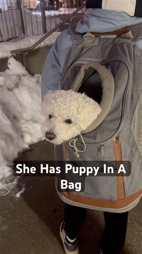 Bringing Puppy In My Bag 🤣