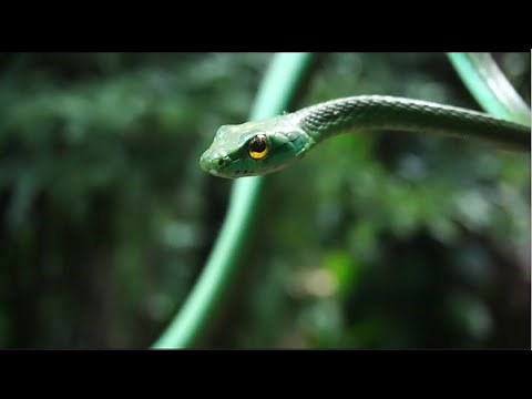 Green parrot snake (Leptophis ahaetulla)