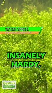 WATER SPRITE / CERATOPTERIS THALICROIDES (MEGA HARDY PLANT) is available for sale! Shop Now! Water sprite (or Ceratopteris thalictroides if you want to get scientific) is a highly versatile plant.(often confused with Water Wisteria) You can keep it floating at the top of your tank. Just throw it in. When floated, water sprite will quickly multiply once established. TANK ON! 👇👇👇👇👇 https://dustinsfishtanks.com/products/water-sprite | Dustin's Fishtanks