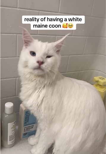 Caring for Your White Maine Coon Cat: Tips and Tricks