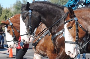 USA Clydesdale Preservation Foundation | Clydesdale Horse History
