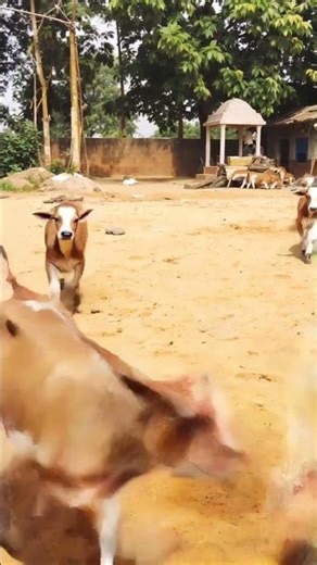 Baby Cows Playing in Sand | Cutest Calf Moments Ever 🐄💨 | Boovika Agro Tech #Shorts #cow