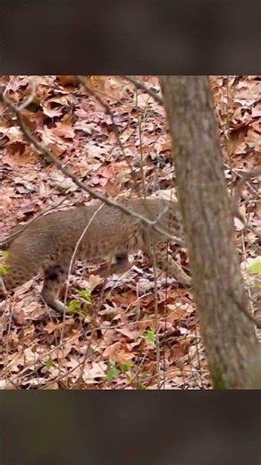 We weren’t the only predators hunting…