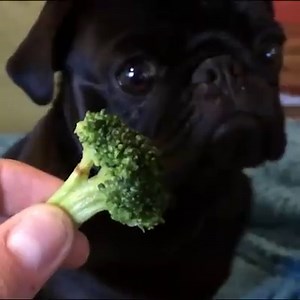 Finding killer vegan food is a Google Search away. | Google