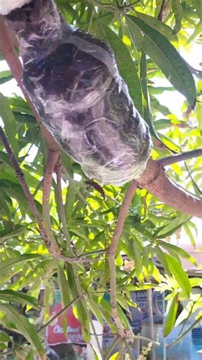 Struggling but i made it 😊😊😊 marcoting to clone this big mango tree 🥭🥭🎄