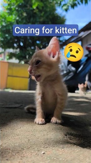 Caring for Kittens || A Complete Guide