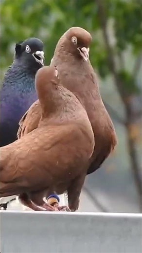 #pigeon #fancyworld #birds #kabootar #lifeisbutadream #kabutar #tranding #shorts #fyp #cute #funny