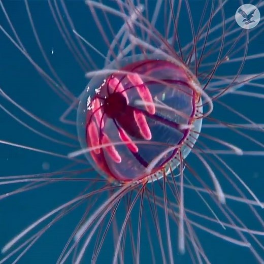 'Psychedelic medusa' jellyfish spotted underwater near Puerto Rico | The Independent