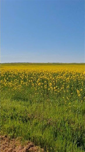 Rapița Land