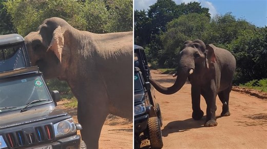 Shocking moment elephant seen attacking tourists on safari