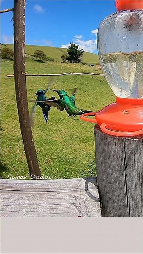 Glittering HUMMINGBIRDS fighting at the feeder. Sparkling Violetear2