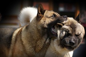Emergency Intervention: How to Safely Break Up a Dog Fight