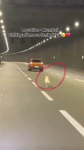 Heartbreaking Moment 💔💔😭😭 spiritual jasmeet #trending #status #shortsfeed #shorts #dog #dogs