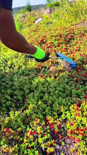 So Efficient! Farmer’s Smart Way to Pick Red Berries #farming #farmer #harvest #work
