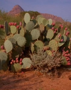 1.1M views · 36K reactions | Animal Fan | Animal Fan | Facebook