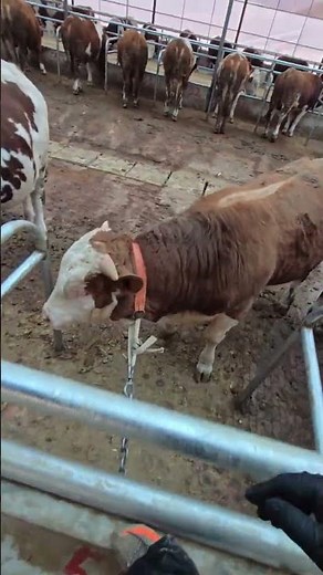 Master Cattle Farming: Essential Breeding Tips for Beginners