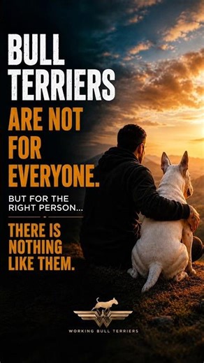 Bull Terriers Are Not Easy...But They Are Unforgettable
