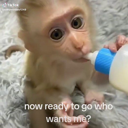 cute baby monkeys for adoption (@babymonkey1248)’s videos with original sound - cute baby monkeys for adoption