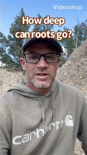 🌱 Juniper Roots Go 30 Feet Deep! #juniper #deserttree