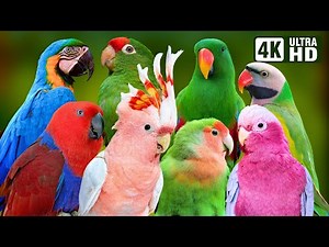 CUTEST PARROTS ON EARTH | COLORFUL BIRDS | RELAXING BIRD SOUNDS | STUNNING NATURE | STRESS RELIEF