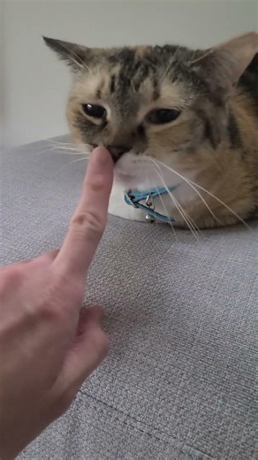今朝のねずこ