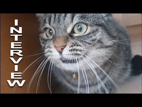 INTERVIEW DE POPOVITCH - PAROLE DE CHAT