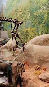 Inside the National Museum Cardiff! Wales. #NationalMuseumCardiff #Wales #MuseumShorts #History #Art