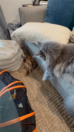 282K views · 14K reactions | Hit me with your best shot 壘 #cat #mainecoon #cats #kitten #cute | Fisher The Maine Coon | Facebook